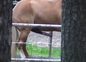 Massive dick of a horse looks absolutely great
